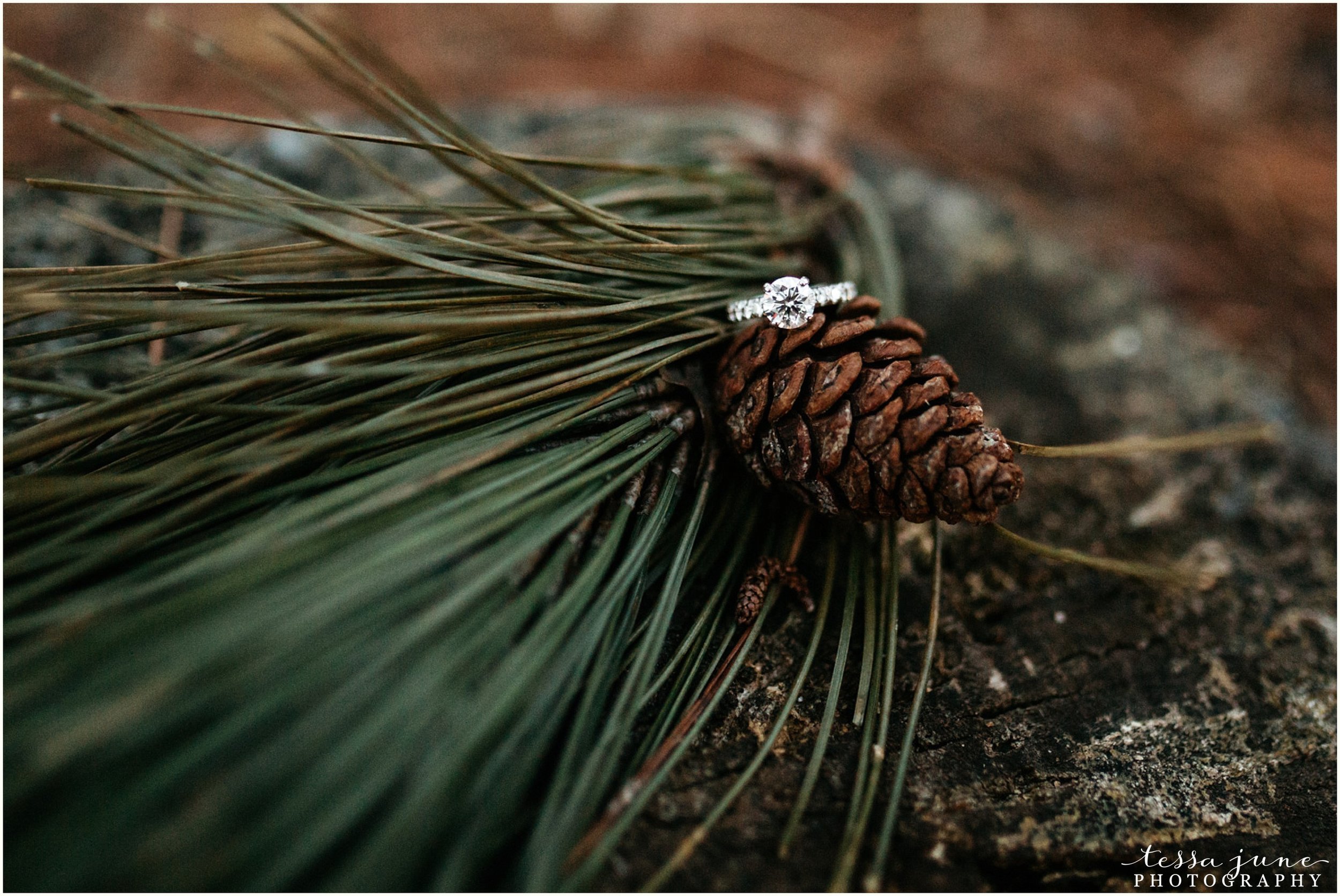 hansen-tree-farm-anoka-engagement-session-st-cloud-photographer-45.jpg